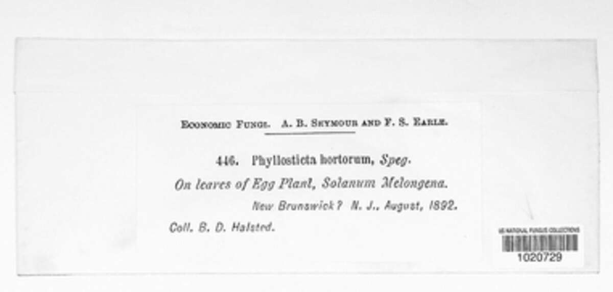 Diaporthe vexans image